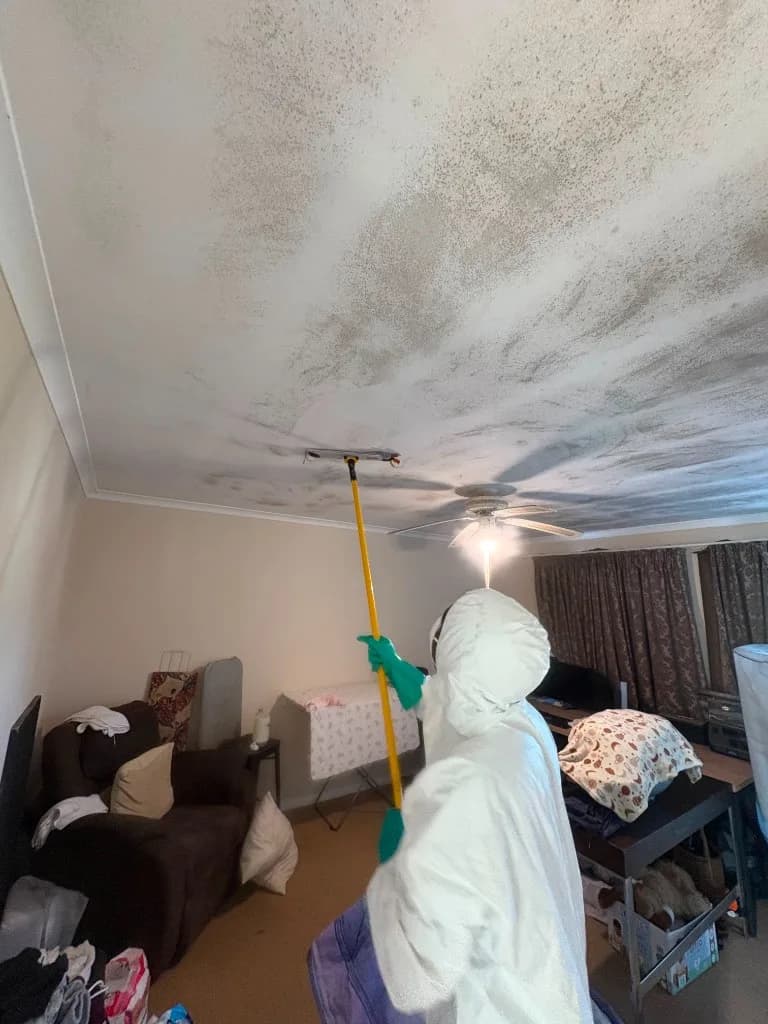 Technician cleaning mold from a ceiling on site in Green Point