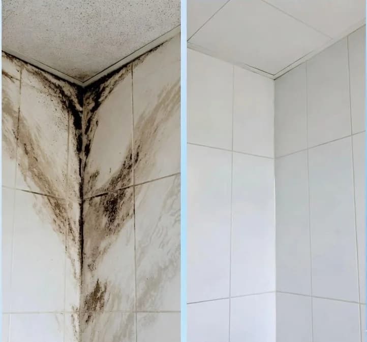 Mold remediation service showcase
